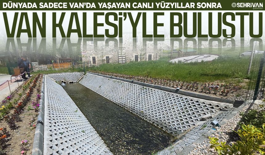 Dünyada sadece Van’da yaşayan canlı yüzyıllar sonra Van Kalesi’yle buluştu