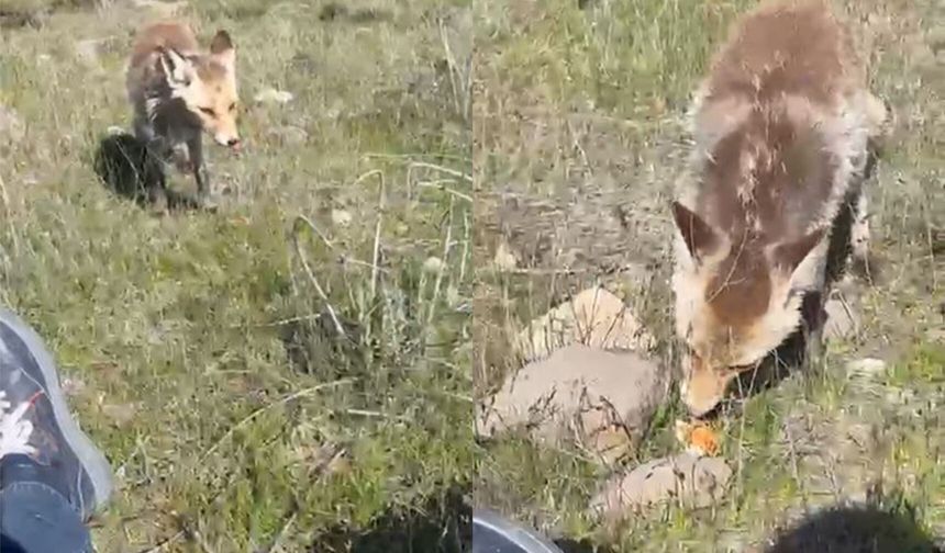 Bitlis’te aç tilki piknik sofrasına ortak oldu