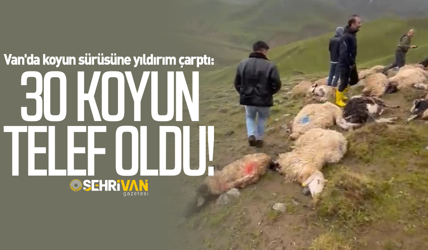 Van'da koyun sürüsüne yıldırım çarptı: 30 koyun telef oldu!