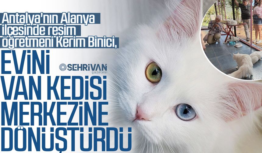 Resim öğretmeni evini Van Kedisi merkezine dönüştürdü!