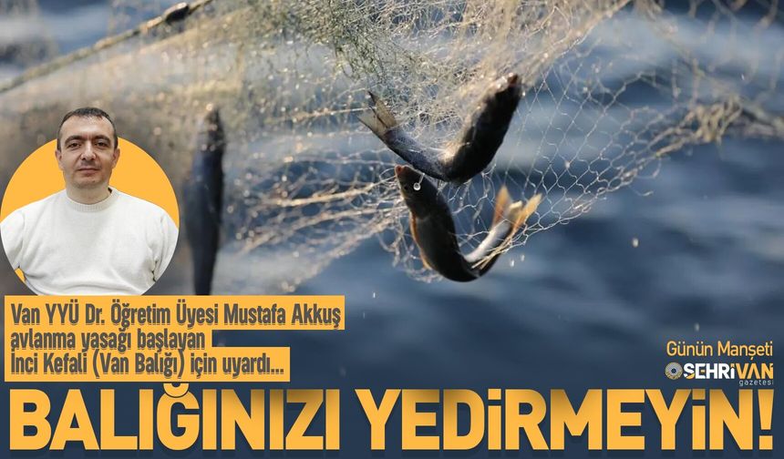 Göç yolculuğundaki inci kefalleri için kritik uyarı: Risk büyük!