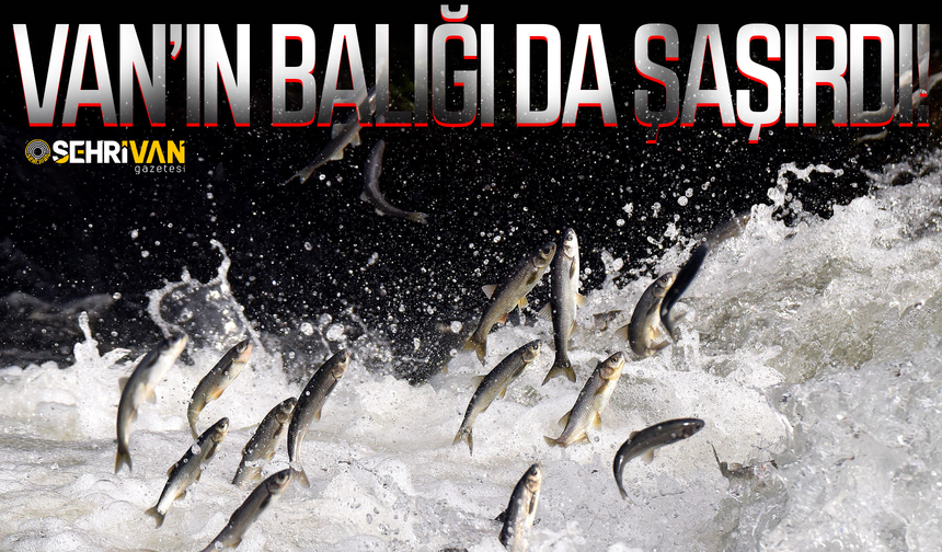 Van’ın Balığı da şaşırdı!