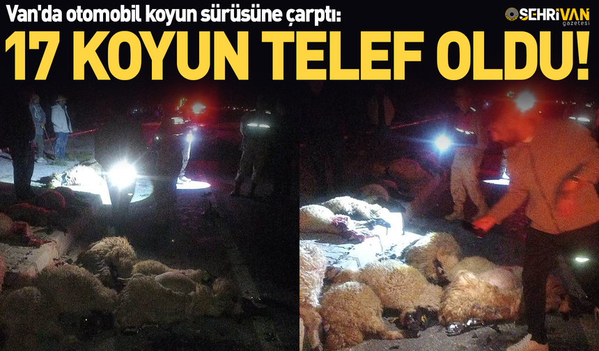 Van'da katliam gibi kaza: Otomobil koyun sürüsüne çarptı: 17 koyun telef oldu!