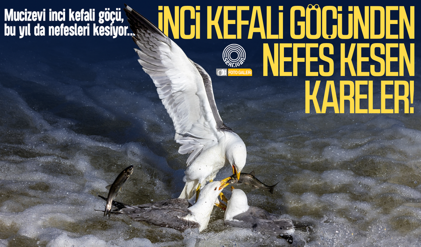 İşte İnci Kefali göçünden nefes kesen kareler!
