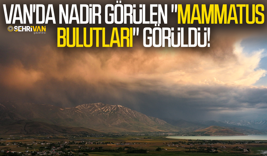 Dünyada nadir görülen olay Van’da gerçekleşti!