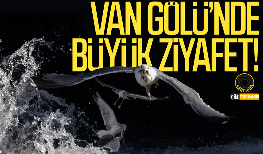 Van Gölü’nde büyük ziyafet: Doğanın en çılgın döngüsü Van’da yaşanıyor