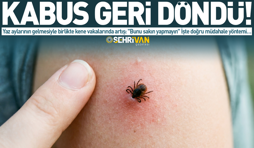 Kene kabusu geri döndü: “Bunu sakın yapmayın" İşte doğru müdahale yöntemi…