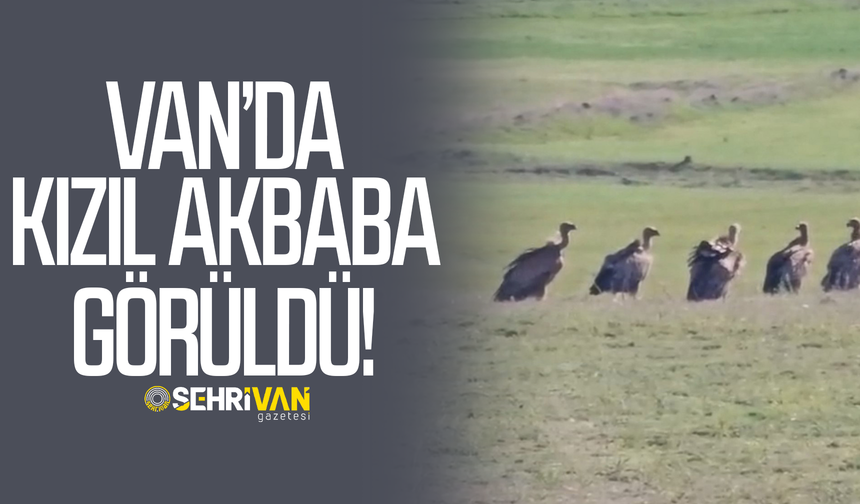 Van’da bir ilk! Leşçil Kızıl Akbaba sürüsü görüldü
