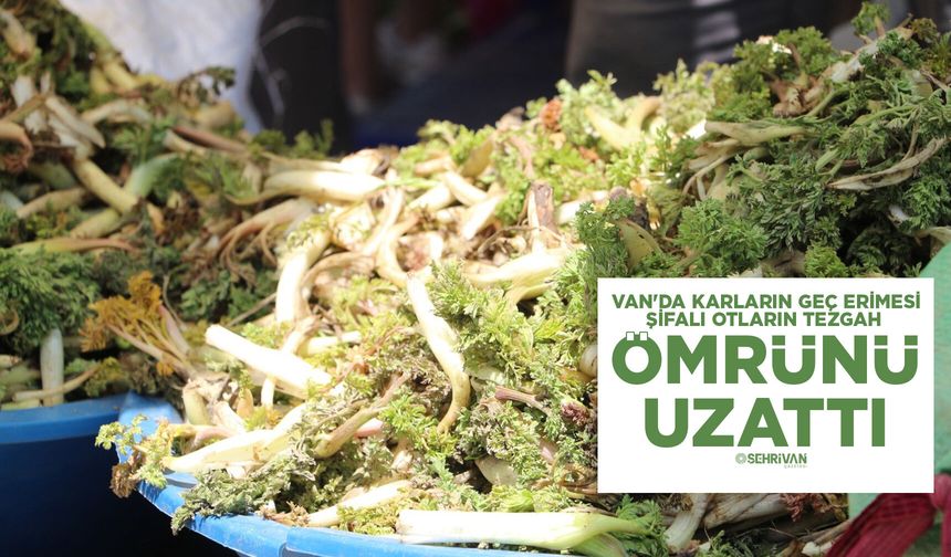 Van'da karların geç erimesi şifalı otların tezgah ömrünü uzattı