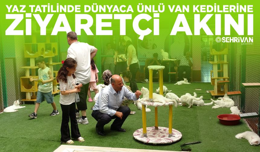 Yaz tatilinde dünyaca ünlü Van kedilerine ziyaretçi akını