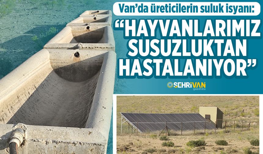 Van’da üreticilerin suluk isyanı: “Hayvanlarımız susuzluktan hastalanıyor”