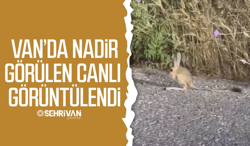 Van’da nadir görülen canlı görüntülendi