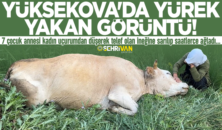 Yüksekova’da geçim kaynağını kaybeden kadın, ineğinin başında gözyaşı döktü