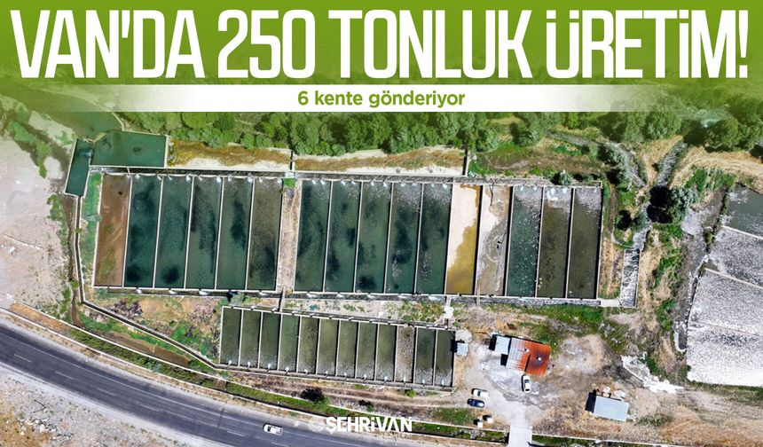 Van'da 250 tonluk üretim! 6 kente gönderiyor