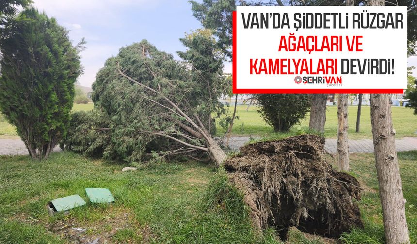 Van’da şiddetli rüzgar ağaçları ve kamelyaları devirdi
