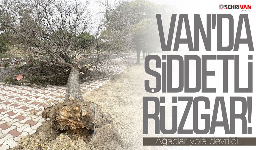 Van’da şiddetli rüzgar: Ağaçlar yola devrildi…