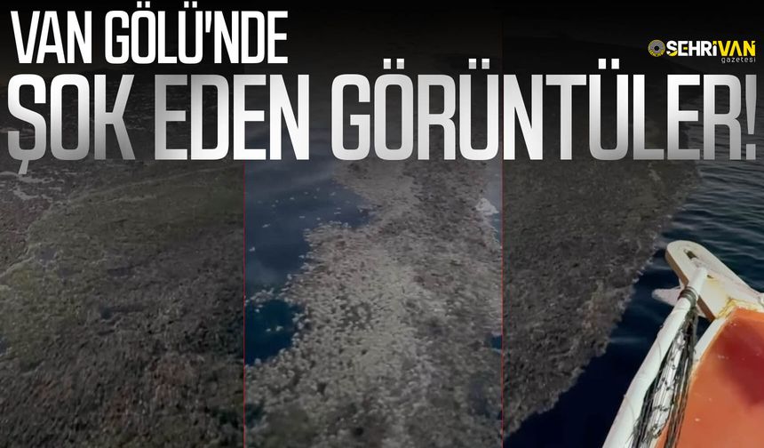 Van Gölü'nde şok eden görüntüler!