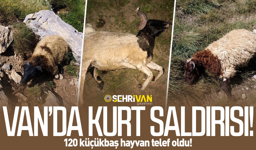Van’da kurt saldırısı: 7 çiftçinin 120 küçükbaş hayvanı telef oldu!