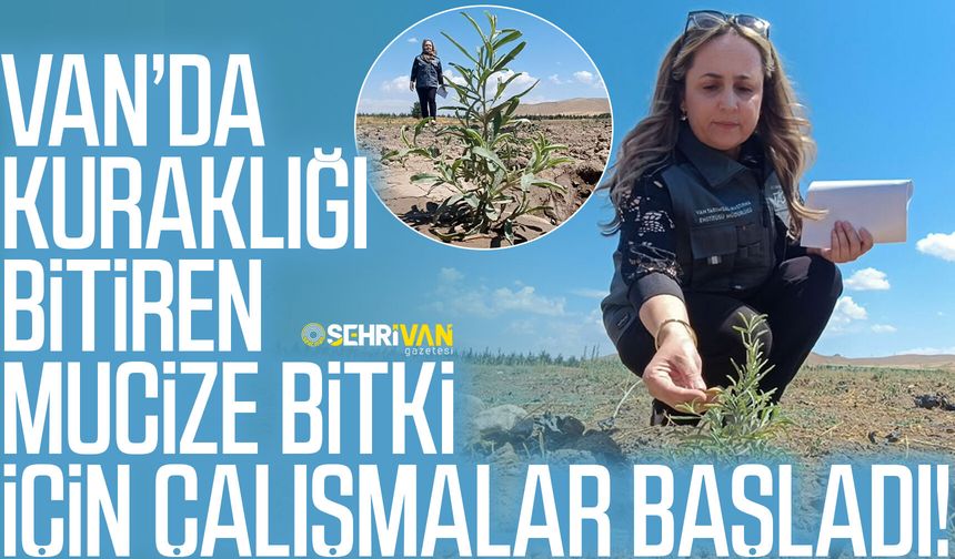 Van’da kuraklığı bitiren mucize bitki için çalışmalar başladı!