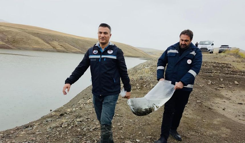 Van’da 8 su kaynağına binlerce yavru sazan bırakıldı!