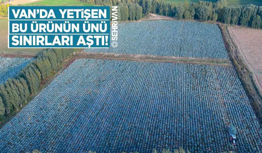 Van’da yetişen bu ürünün ünü sınırları aştı!