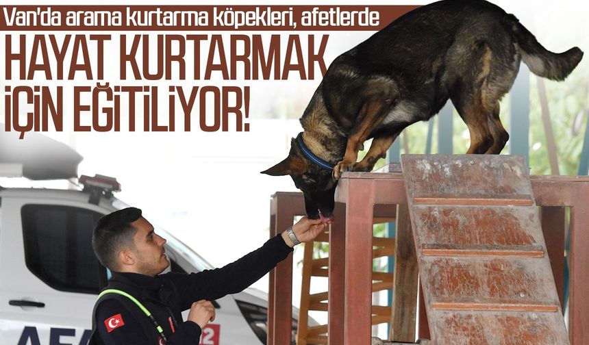 Van'da arama kurtarma köpekleri, afetlerde hayat kurtarmak için eğitiliyor!