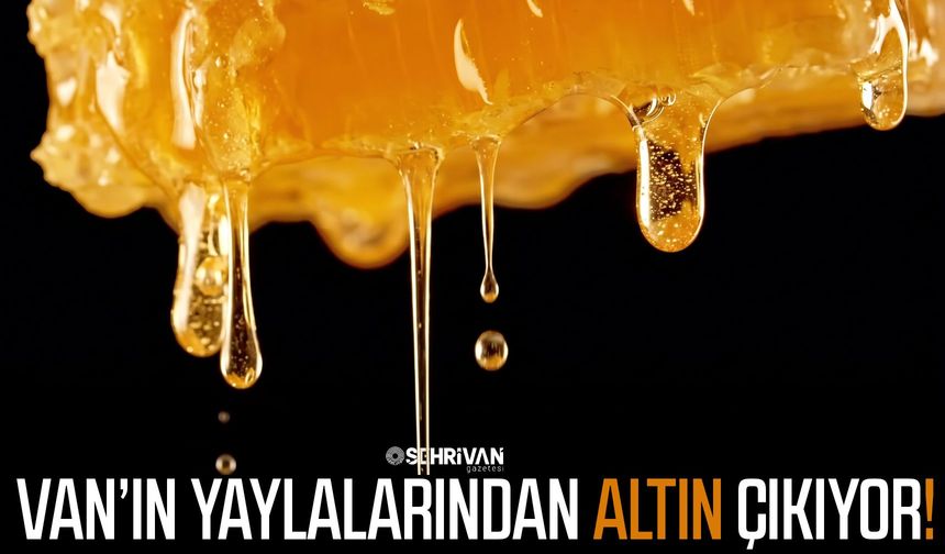 Van’ın yaylalarından altın çıkıyor!
