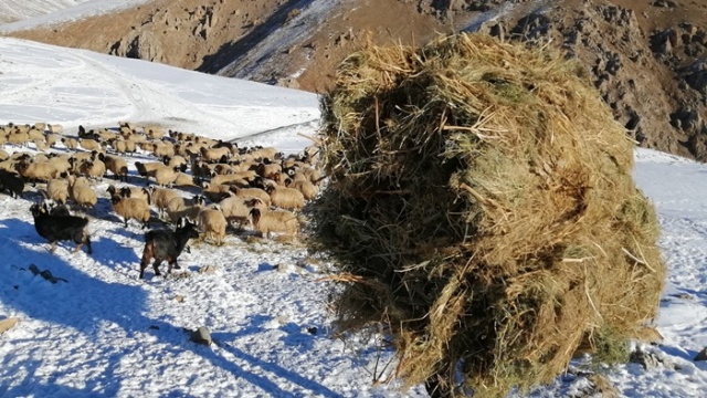 Van'da çobanlar yayla sezonunu kapattı