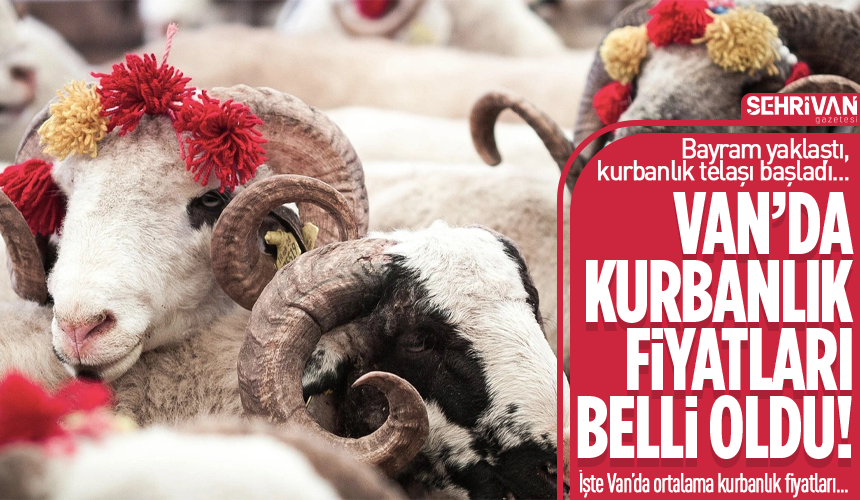 Van’da kurbanlık fiyatları belli oldu! İşte küçükbaş ve büyükbaş fiyatları…
