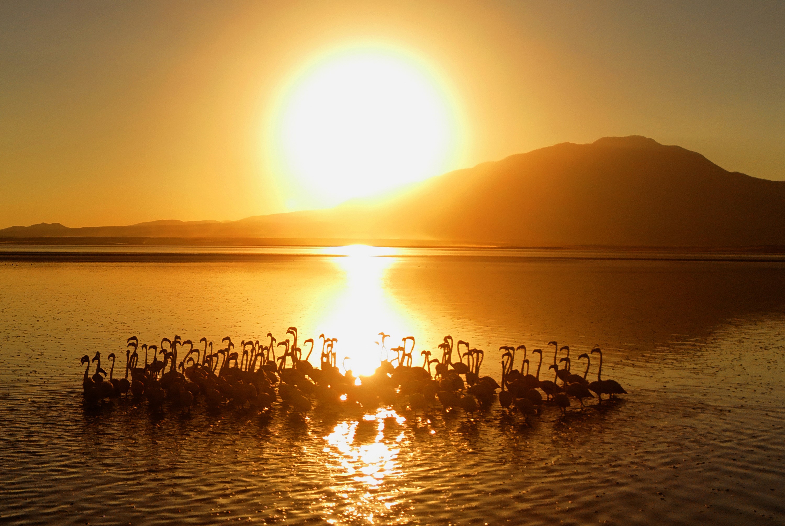Van Gölü’nde flamingoların gün batımı ile eşsiz uyumu mest etti!