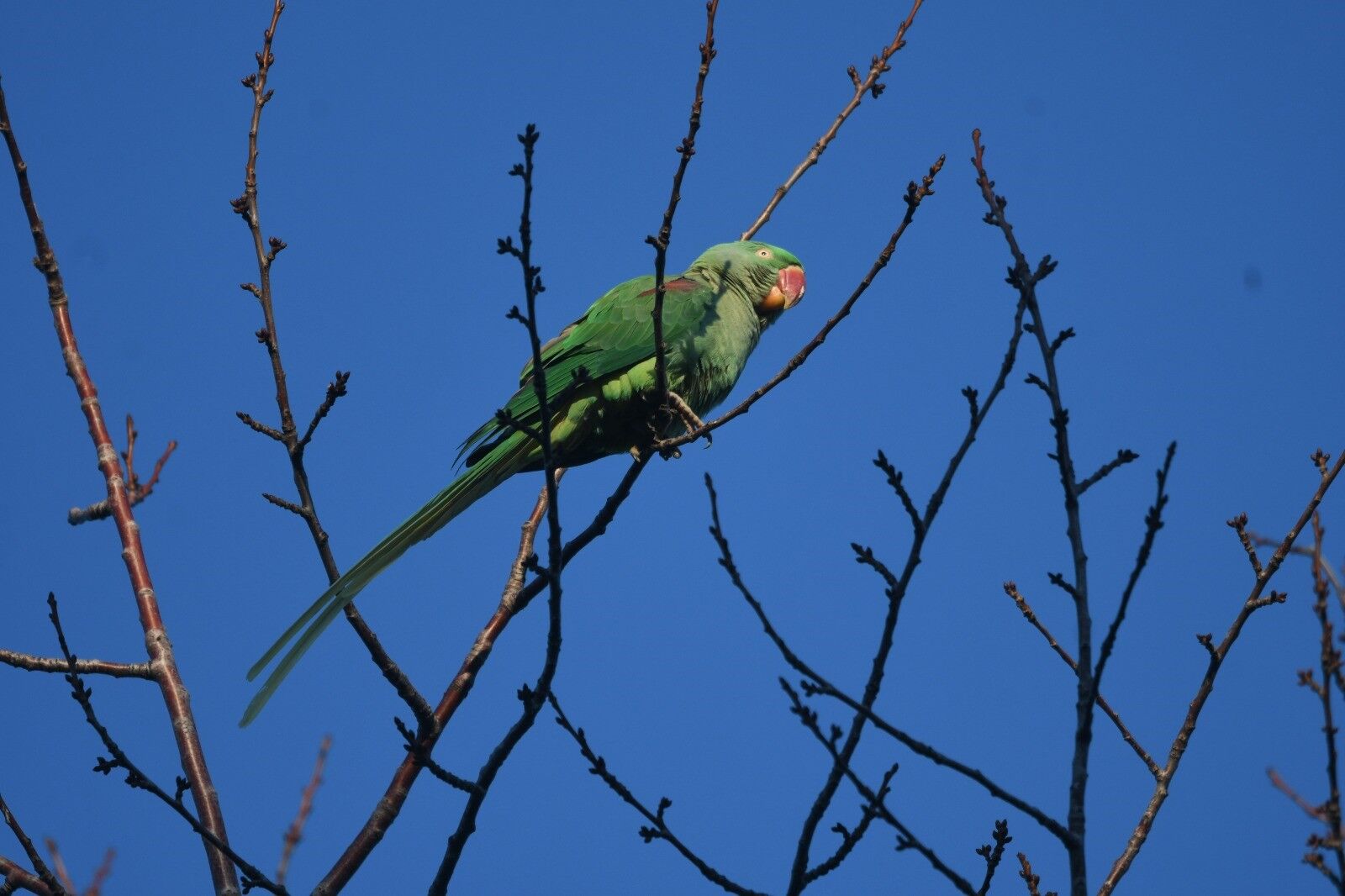 İstilacı kuş Van’ın yanı başına geldi!