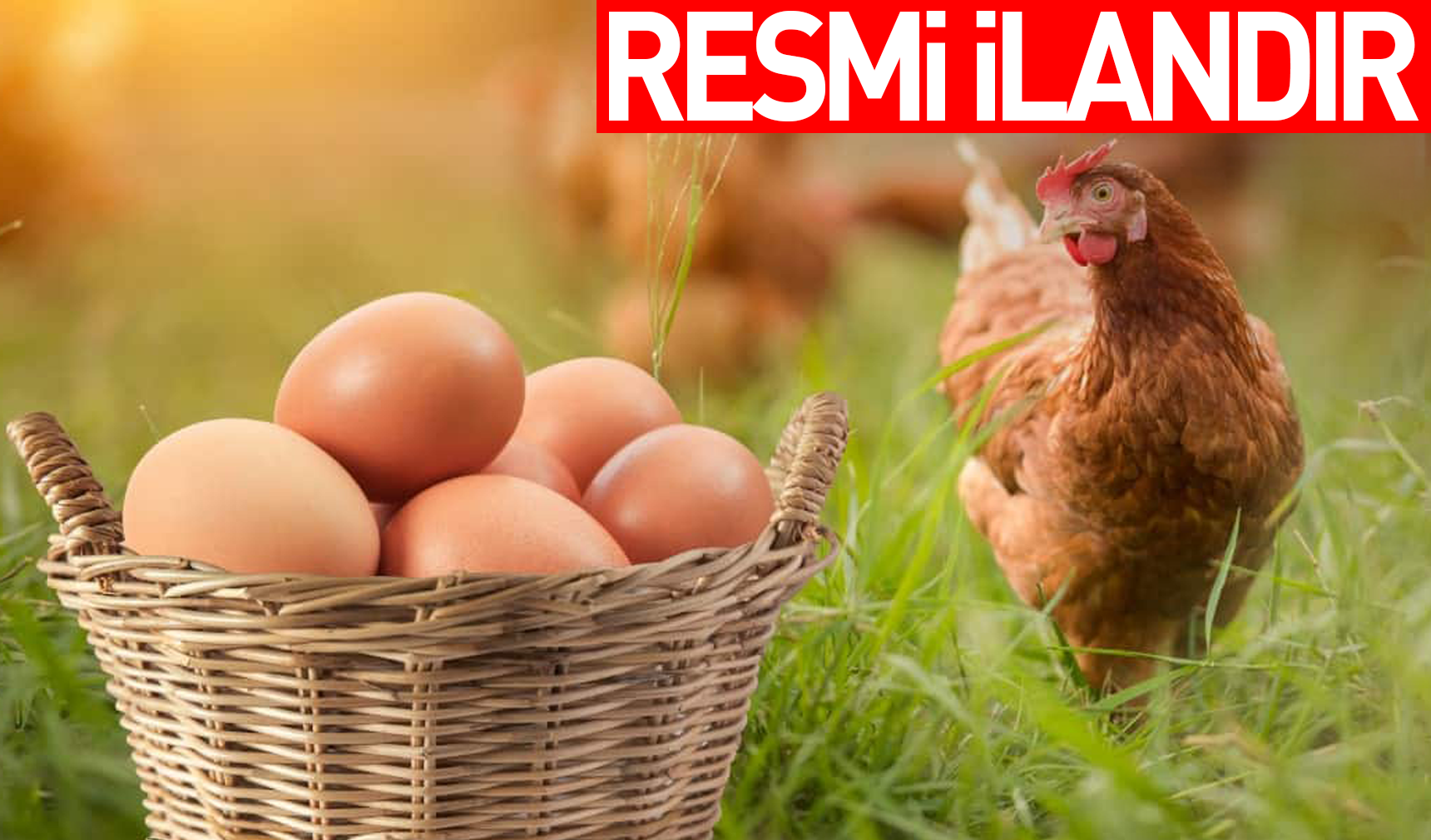 VAN BÜYÜKŞEHİR BELEDİYESİ YUMURTACI TAVUK SATIN ALACAK