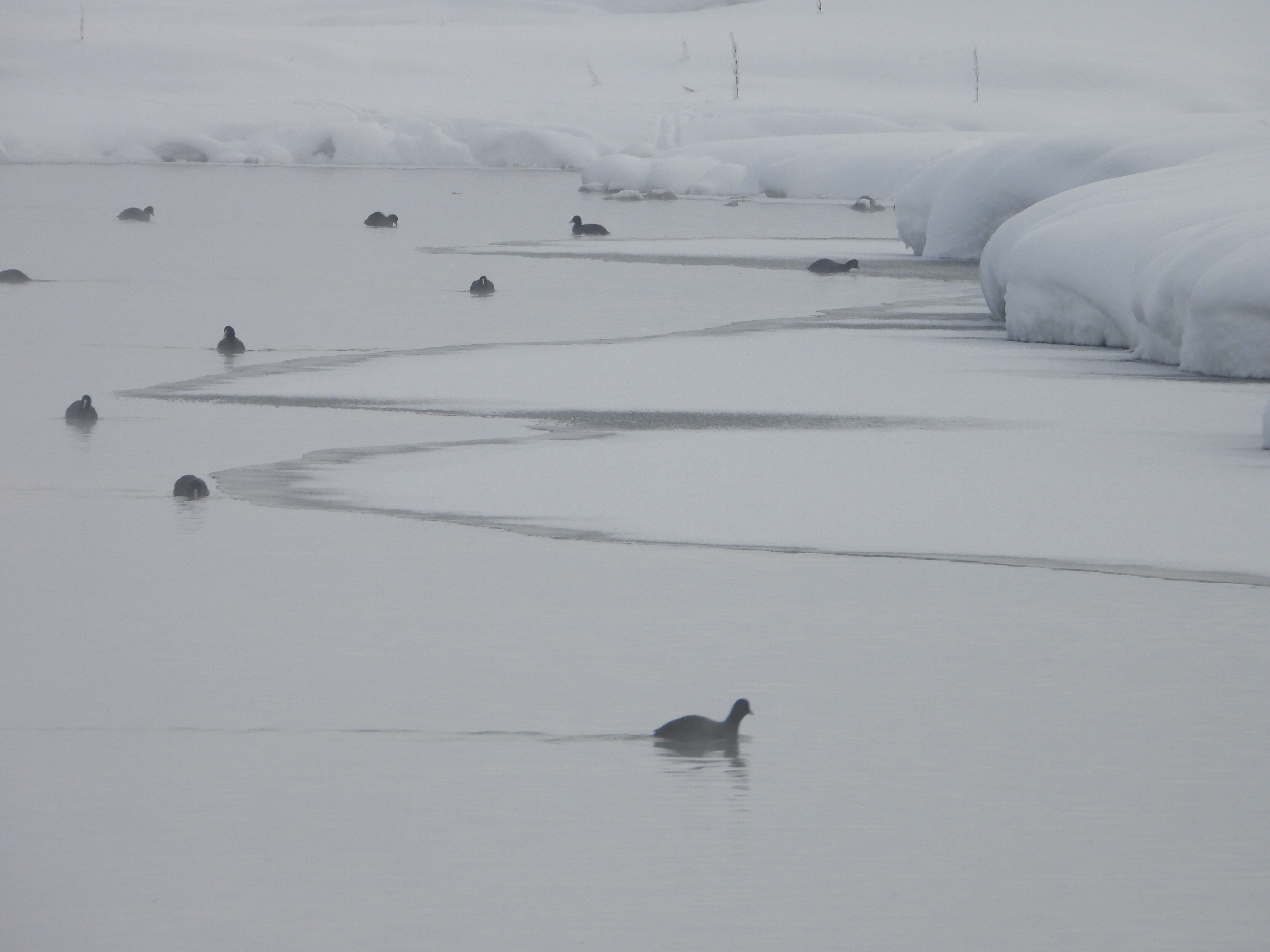 Van’da kuşların yeni mekânı: Kaz Gölü!