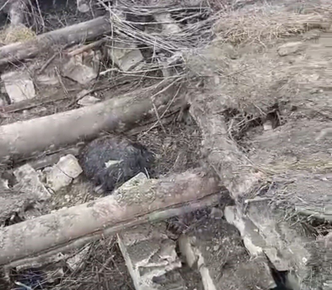 Van’da yağış felakete neden oldu: Ahır çöktü, 20 küçükbaş hayvan telef oldu!