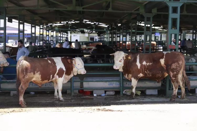 2026’nın ilk kurbanlık belli oldu! İşte ortalama fiyatlar…