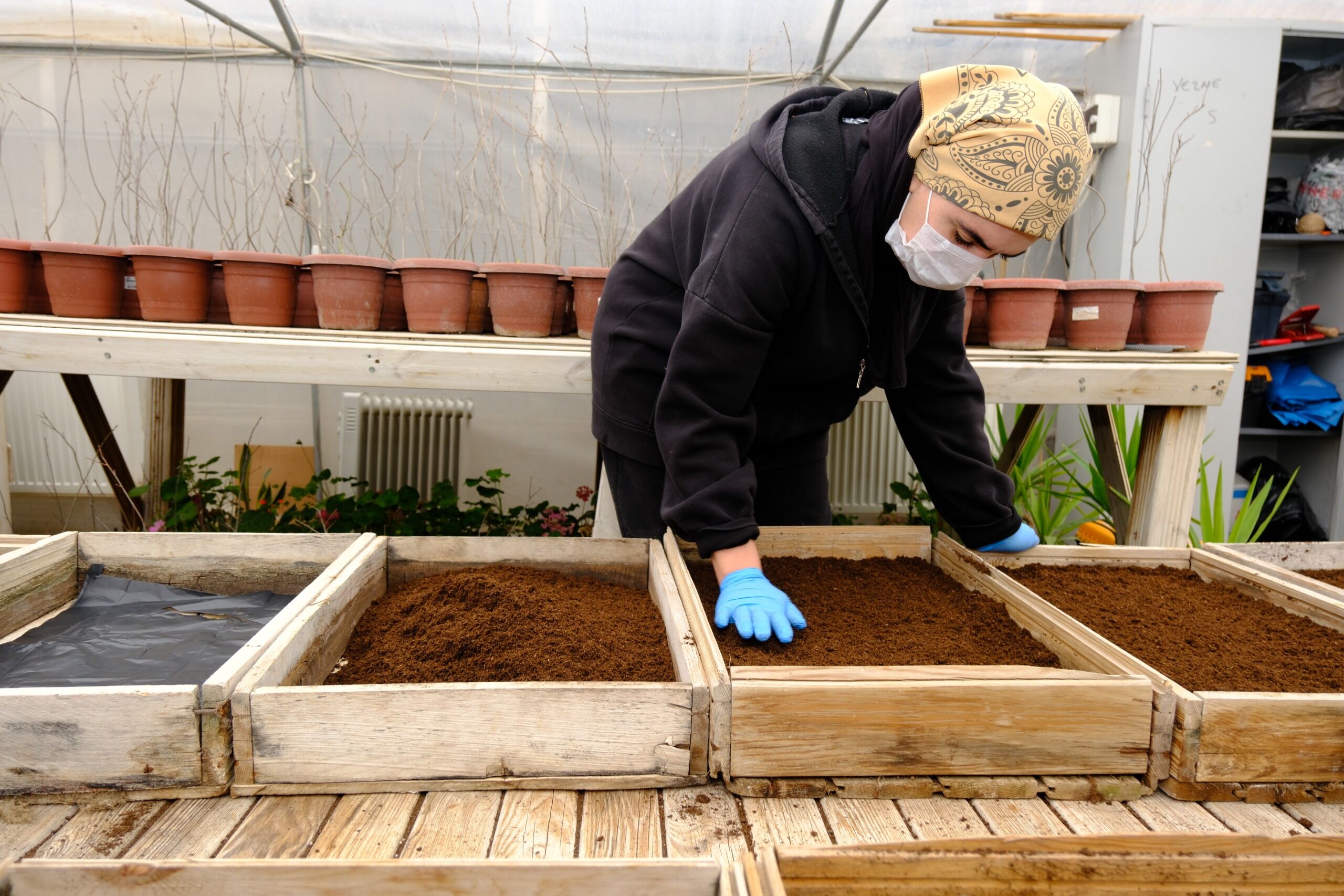 Seralarda üretilen çiçekler Van’ı renklendirecek