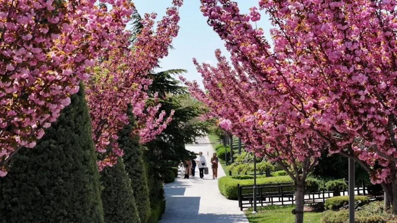 Konya'da sakura mevsimi başladı!