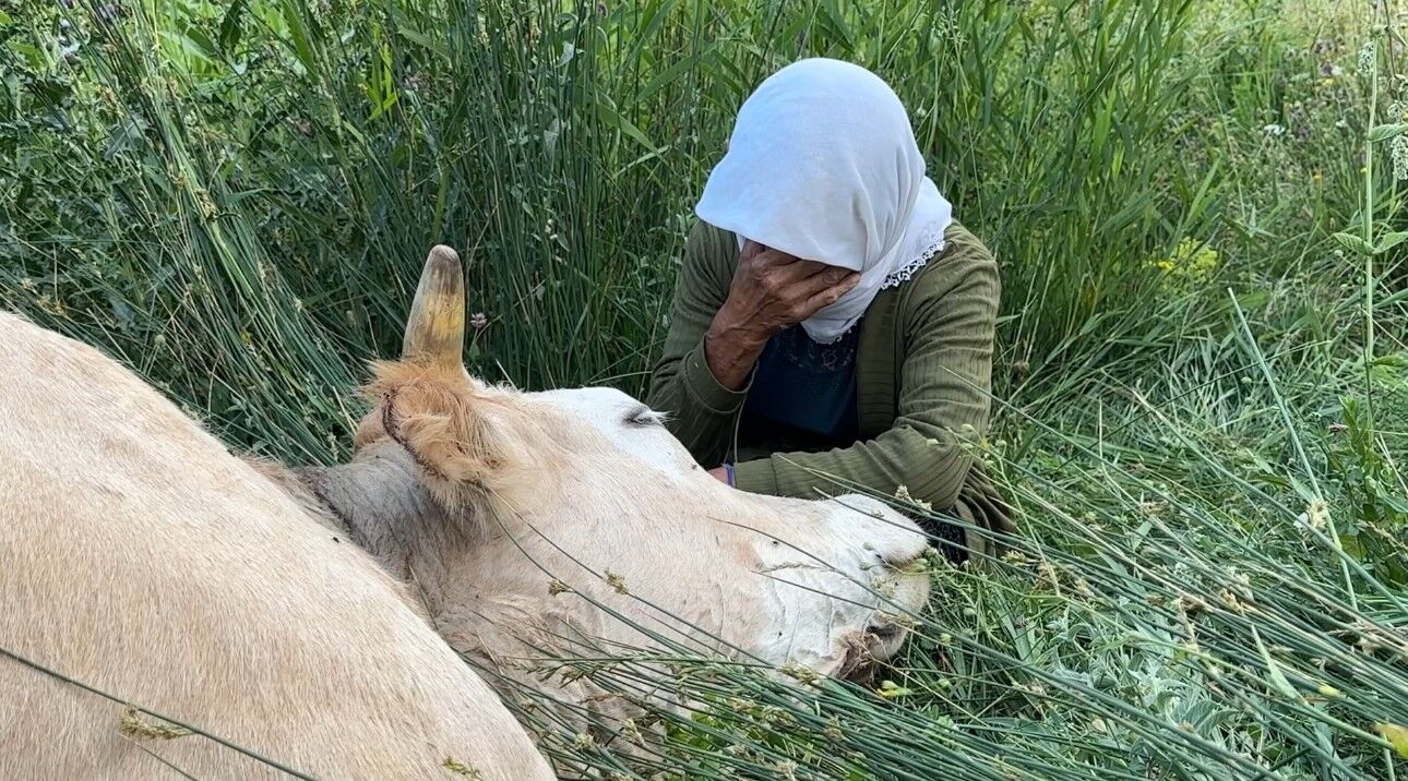 Yüksekova’da geçim kaynağını kaybeden kadın, ineğinin başında gözyaşı döktü