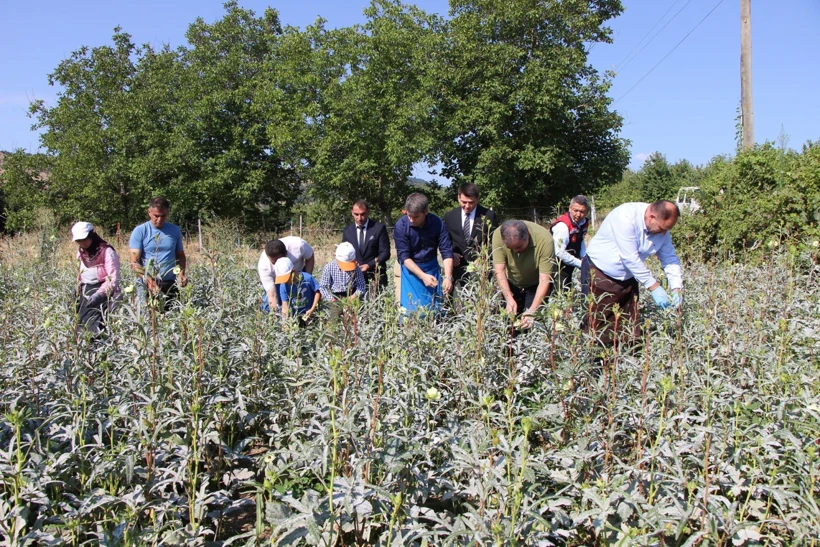 Bu ürün adeta altınla yarışıyor: Kilosu bin 400 TL'den satılıyor